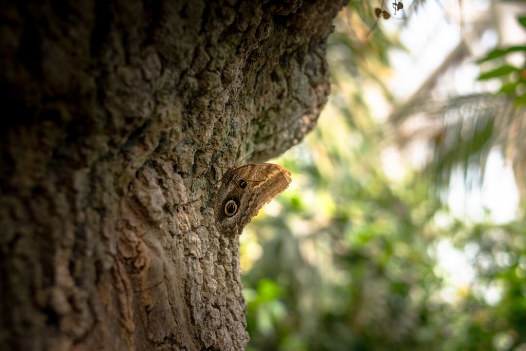 The Chameleon on the Tree: On Recognition, Rejection, and Finding Your True Terrain